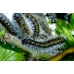 Black-veined White crataegi Egg Batch